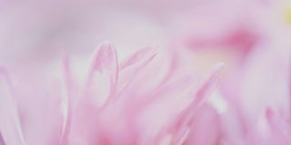 Leaker backs iPhone 18 Pro variable aperture lens reports | Photo of a flower with extremely shallow depth of field