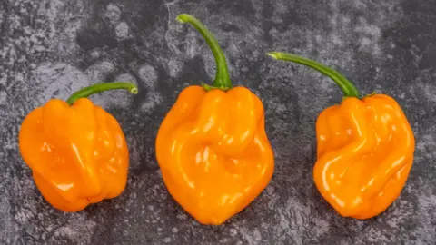 AFP via Getty Images Three bright yellow Scotch bonnet peppers on a dark background