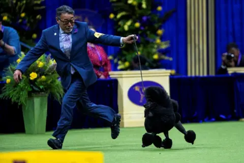 Reuters Sage, a Miniature Poodle from Houston, Texas, wins the Best in Show Group during the 148th Westminster Kennel Club Dog Show at the USTA Billie Jean King National Tennis Center, in New York City, New York, U.S., May 14, 2024.