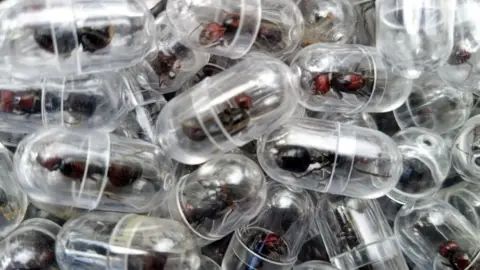 Kenya Wildlife Service Garden ants each individually packed in test tubes