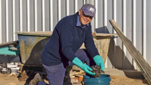 Australian Broadcasting Corporation/Chris Lewis A man wearing gloves, holding a large bunch of dead mice above a bucket