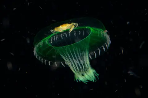Chris Gug/Wildlife Photographer of the Year A translucent jellyfish glows greenish in dark water, its bell softly lit. A small yellow crab clings to the top, as the jellyfish’s delicate tentacles trail beneath.

