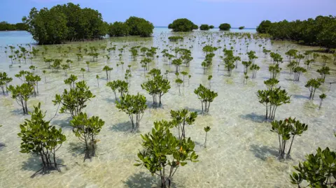 Getty Images Small mangrove trees sit spread out in clear shallow seawater, in the background is denser patches of mangrove forest. The sky is blue.