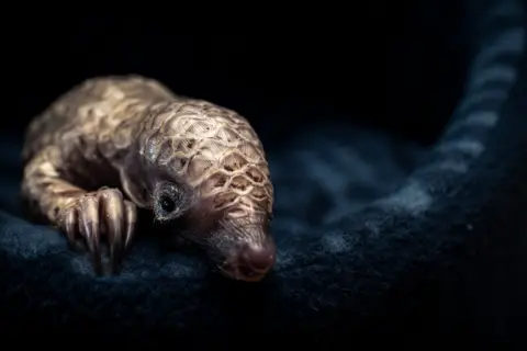 Lance van de Vyver/Wildlife Photographer of the Year A small pangolin curls on a dark, soft blanket, its pale, overlapping scales catching dim light. Its small snout rests downward and one tiny clawed forelimb stretches forward, giving a fragile, sleepy appearance against the dark background.
