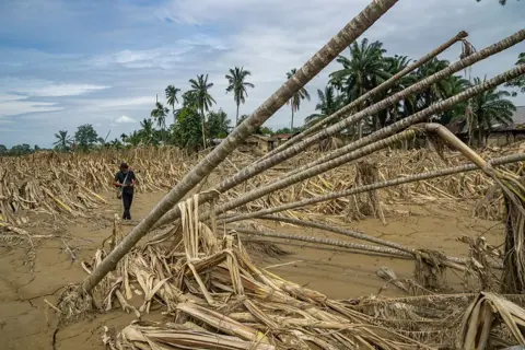 Getty Images A man walks through the debris of a forest that has been flooded, with trees flattened and bent over in the mud
