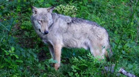 Getty Images A wolf - which has a light tan and grey coat and light eyes - is seen stood on a sloping landscape among foliage in the Abruzzo National Park in Italy