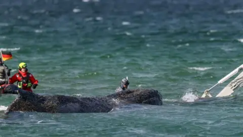 EPA Two rescuers trying to save a stranded humpback whale in the water