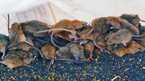 Australian Broadcasting Corporation/Chris Lewis A pile of mice with many rodents running on top of each other 