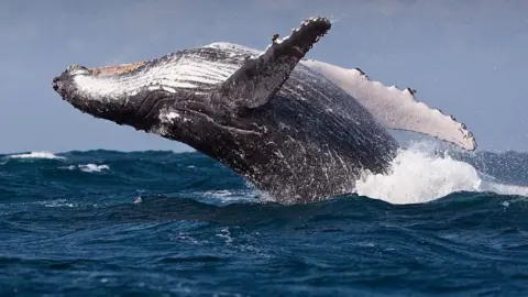 Ullstein Bild via Getty Images A humpback whale is seen breaching in Cape Town's Atlantic Ocean