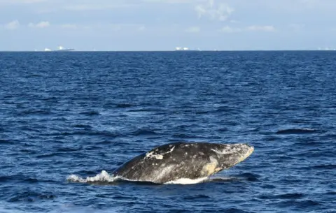 Getty Images A grey whale partially rising out of a blue ocean