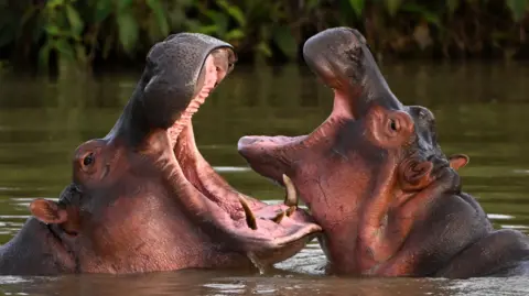 AFP via Getty Images Two hippos with open mouths face each other in a lake near the Hacienda Napoles theme park, once the private zoo of Escobar.