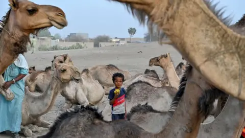 Issouf SANOGO/AFP A boy eating a mango in the middle of seated camels in N'Djamena, Chad - Sunday 12 May 2024