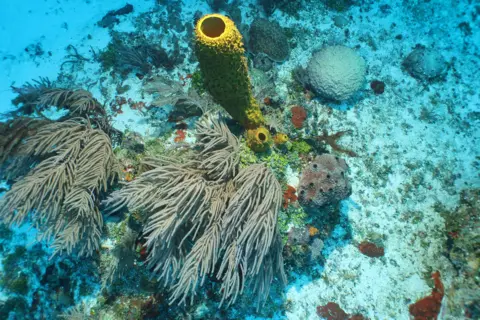 CEFAS Coral in Pickle Bank shallows, Cayman