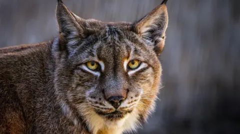 Getty Images A close up of a Eurasian lynx. It has pointed ears and distinctive yellow-coloured eyes. 