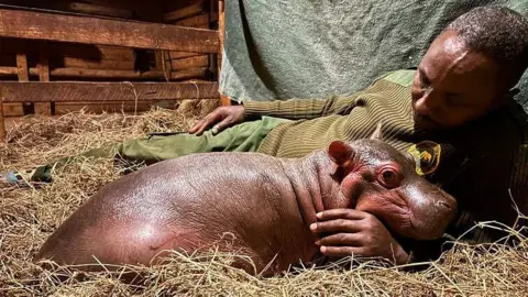 Sheldrick Wildlife Trust A baby hippo snuggles next to a man in green clothing lying on dry grass