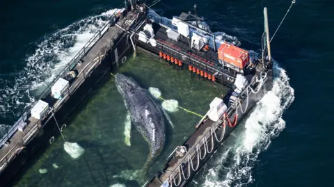 dpa/Alamy Live News A humpback whale inside a boat
