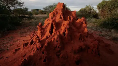 Getty Images A giant orange-coloured ant mound in Kenya 