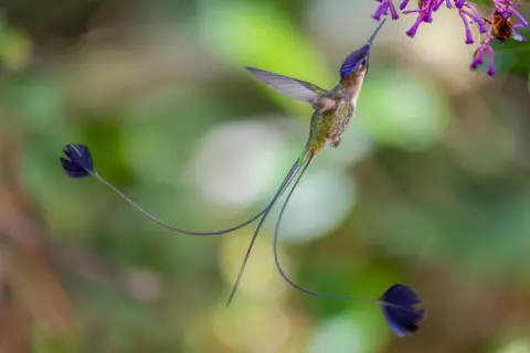Dustin Chen/Wildlife Photographer of the Year A small hummingbird hovers mid-air near flowers, its long tail feathers extending behind it into two thin strands ending in petal like tips. The background is green and softly out of focus.
