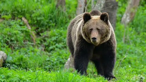 AFP via Getty Images Brown bear in Poland's Bieszczady region, with greenery in the background