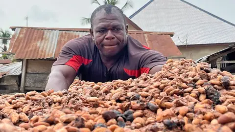 BBC A cocoa farmers sorts through dried cocoa beans