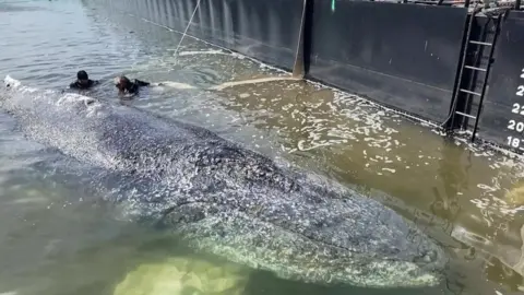 Reuters A whale being ushered into a German barge