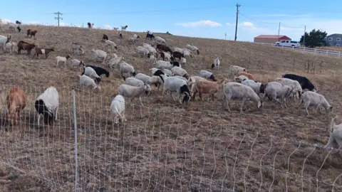 Goat Mowers LLC / Submitted photo A dry brown field is munched on by dozens of goats