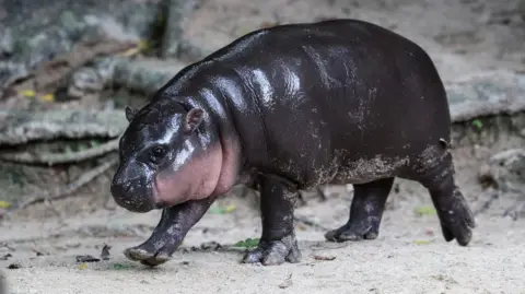 Getty Images Moo Deng, a baby pygmy hippo with shiny dark brown skin, walks on the rough ground of her enclosure.