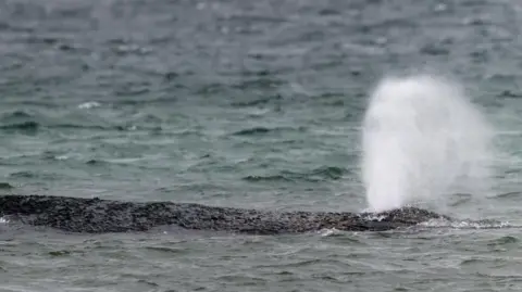 EPA A whale stranded off a beach in Germany