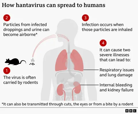 Graphic showing how hantavirus can spread