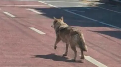 News1 Back view of a wolf walking down a road near an intersection