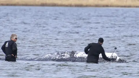 Getty Images Officials in wetsuits attend to a whale stranded in the shallow waters off the island of Poel