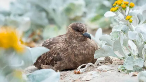 Getty Images File photo of a brown skua