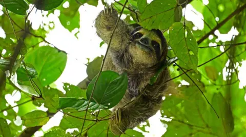 AFP via Getty Images A three-toed sloth hangs from a branch at the Metropolitan Natural Park, a protected area in Panama City on November 11, 2024