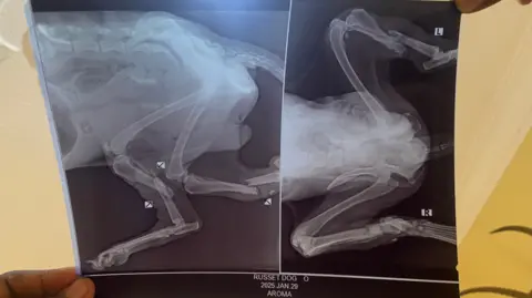 A hand, that can just be seen in the bottom left of the image, holds up an X-ray showing the legs of an injured dog.