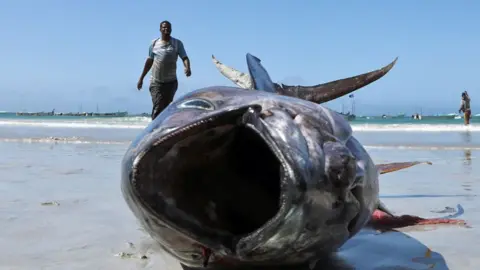 Feisal Omar/Reuters A big fish and fisherman on Lido Beach in Mogadishu, Somalia - Monday 13 May 2024