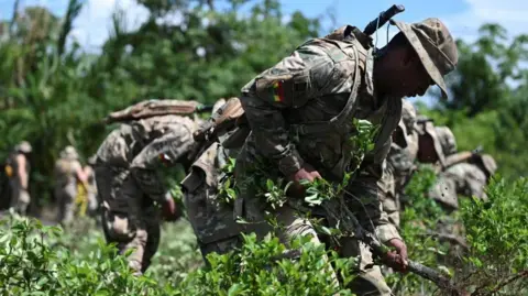 REUTERS/Claudia Morales Bolivian soldiers destroy coca plants as part of an eradication programme of surplus coca leaf, as the country resumes operational cooperation with the US Drug Enforcement Administration (DEA) after a 17-year absence, in a move that the government says is part of a broader, multinational strategy to combat organised crime. The soldiers, in uniform, can be seen pulling up the plants.