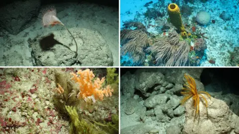 CEFAS Composite image of coral and underwater species
