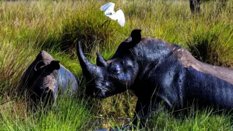 Reuters Two rhinos next to each other with one in profile. They are in the grass and a white bird is flying above them.