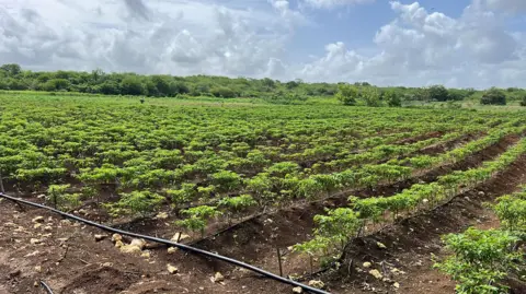 Gray's Pepper A field of Scotch bonnet pepper plants in Jamaica