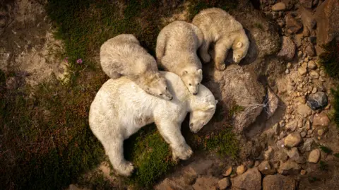 Christopher Paetkau / Wildlife Photographer of the Year An overhead view shows a mother polar bear and three cubs clustered together on rocky ground. Their bodies overlap, forming a tight group with soft white fur contrasting against brown earth and stones. 