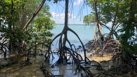 Daniel Friess A mangrove tree stands in shallow water with the blue sea beyond, the mangrove has multiple roots reaching down into the water. Surrounding it are other mangrove trees and in the background shallow blue sea and blue sky with white clouds.