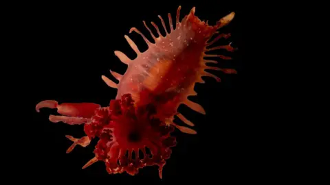CEFAS Close up of red sea life