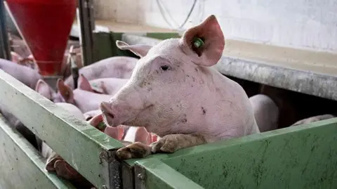 AFP via Getty Images A pig at a farm in Mallorca, Spain