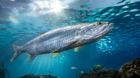 Getty Images The Atlantic tarpon - a silvery fish with yellow fins and an upturned mouth is seen swimming in aqua blue water and the sun reflecting off the surface. In the background are brown corals and other similar sized fish 
