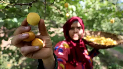 Mohamed Abd El Ghany/Reuters An apricot picker in Qalyubia province, Egypt - Monday 13 May 2024