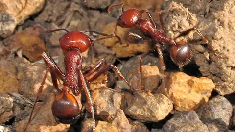 Dino Martins Two giant African harvester ants - reddish in colour - seen on some rocks