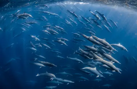 Cecile Gabillon / Wildlife Photographer of the Year A large group of dolphins swims in coordinated motion through deep blue water. Light filters from above, illuminating their sleek bodies as they curve and turn in a loose formation. 