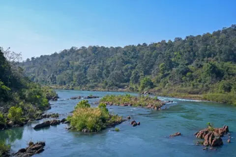 Goldman Environmental Prize A picture of the forest