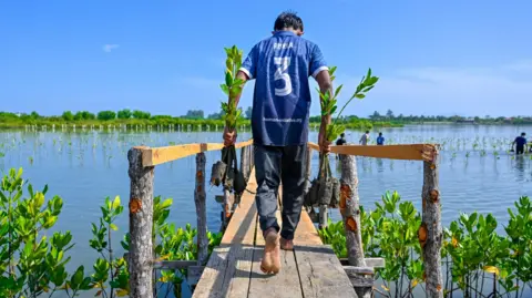Chaideer Mahyuddin/AFP/Getty Images A man in a blue t shirt and dark trousers walks along a boardwalk towards the sea. He is carrying two mangrove saplings in his hands and either side of the boardwalk are saplings already planted in the water. Men in the background are blurred also planting in the water.