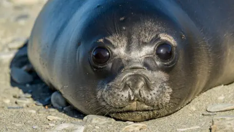 Getty Images Close-up of a southern elephant seal pup on a beach
